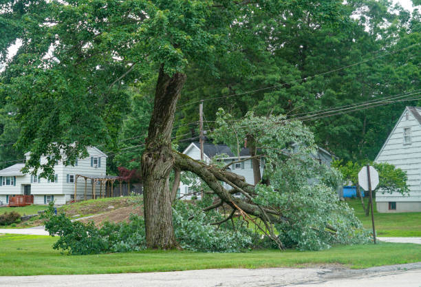 How Our Tree Care Process Works  in  Mckeesport, PA