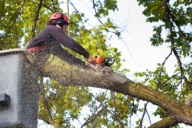 Mulching Services